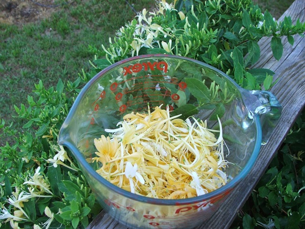 Honeysuckle jam