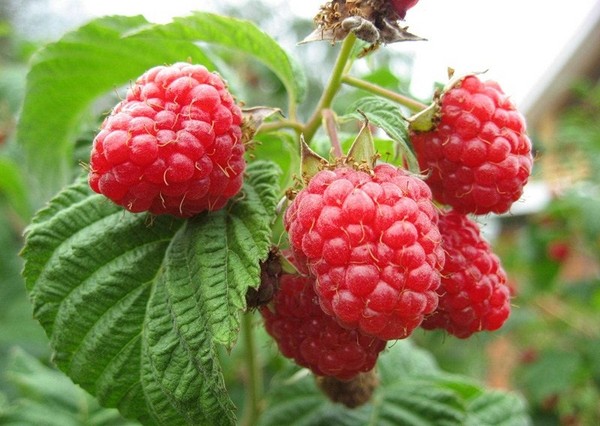 Wine from raspberry at home - simple recipes Wine from raspberry at home - simple recipes