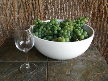 Recipe for house wine from green grapes How to make wine from green grapes