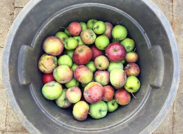 Homemade wine from apples