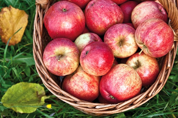 Homemade wine from apples