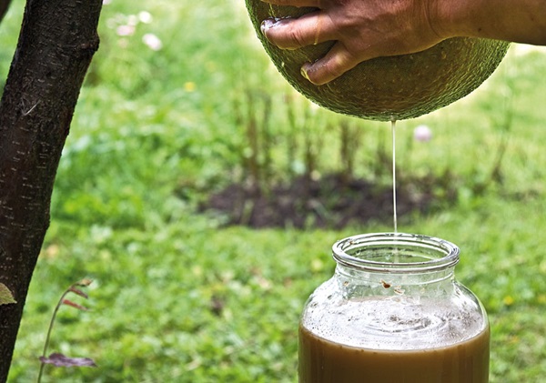 Homemade wine from apples
