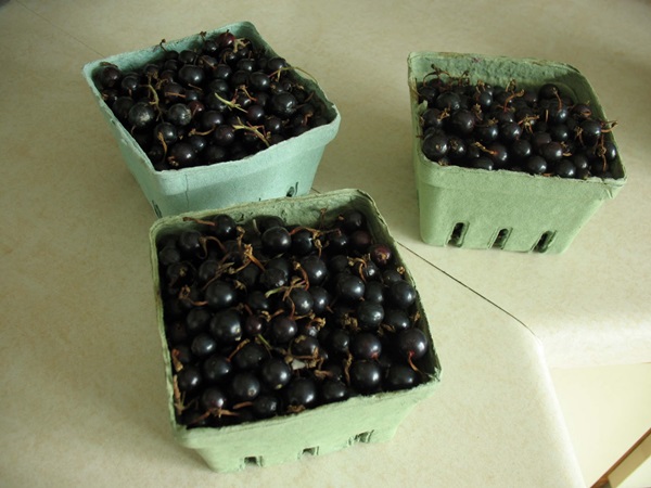 Delicious jelly from blackcurrant - recipes