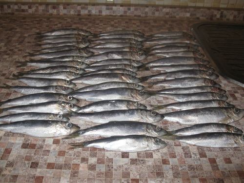 Home canned fish