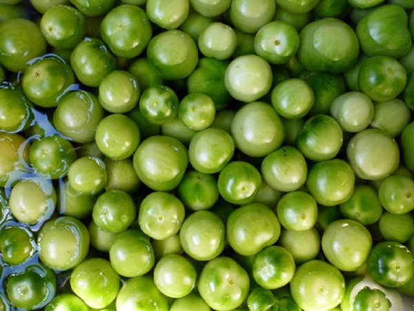 Green tomatoes, recipes for the winter. How to cook green tomatoes - pickled, pickled, Korean