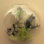 Florarium: the original decoration of your interior