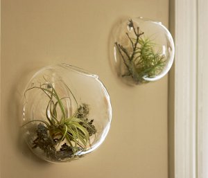 Florarium: the original decoration of your interior