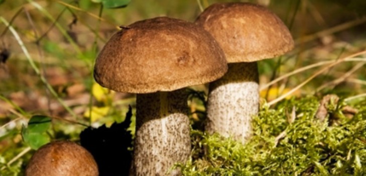 Underparts: recipes for cooking mushroom dishes