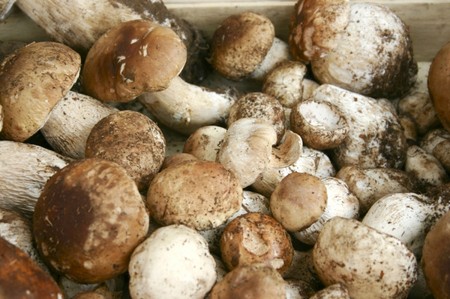 Underparts: recipes for cooking mushroom dishes