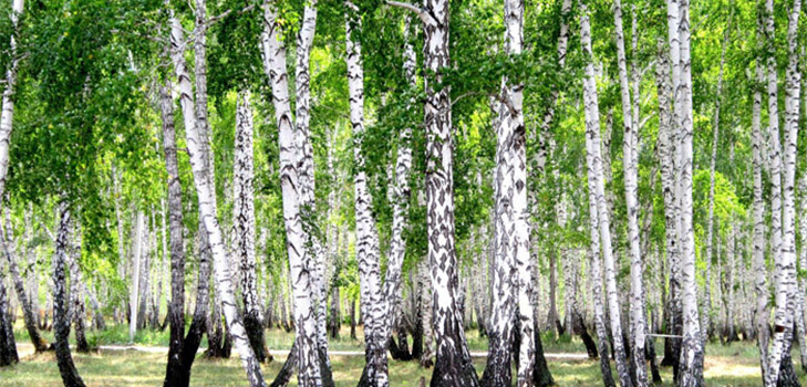 Benefit of birch sap for the human body