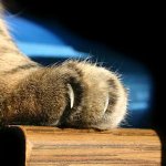 Cat scratch disease Cat scratch disease