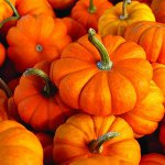 Why is pumpkin useful? Why is pumpkin useful?