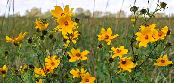 Track: medicinal properties and contraindications