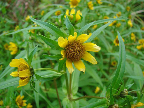 Track: medicinal properties and contraindications