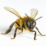 What to do after insect bites