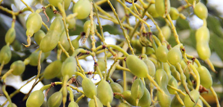 What is Japanese Sophora? Its medicinal properties and application