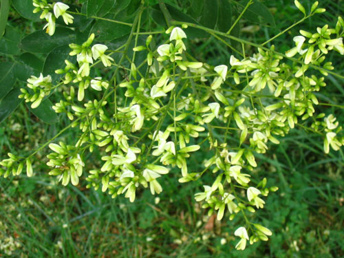 What is Japanese Sophora? Its medicinal properties and application