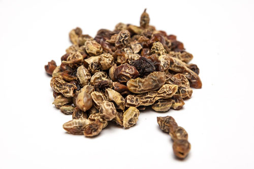 What is Japanese Sophora? Its medicinal properties and application