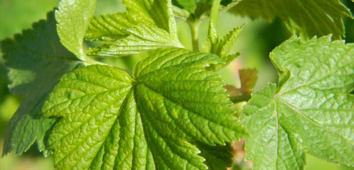 How to collect, dry and brew currant leaves