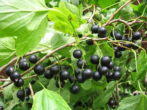 How to collect, dry and brew currant leaves. Healing properties