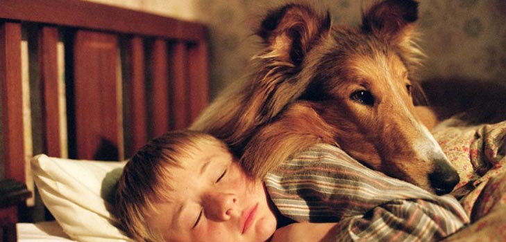 What diseases of dogs are dangerous for humans