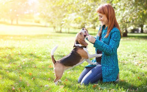 What diseases of dogs are dangerous for humans