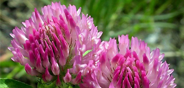 Red and meadow clover: medicinal properties and contraindications