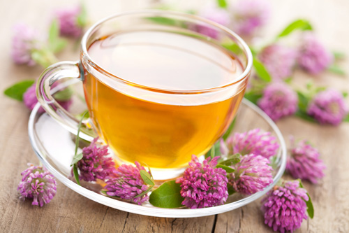 Red and meadow clover: medicinal properties and contraindications