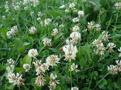 Red and meadow clover: medicinal properties and contraindications