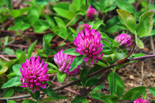 Red and meadow clover: medicinal properties and contraindications