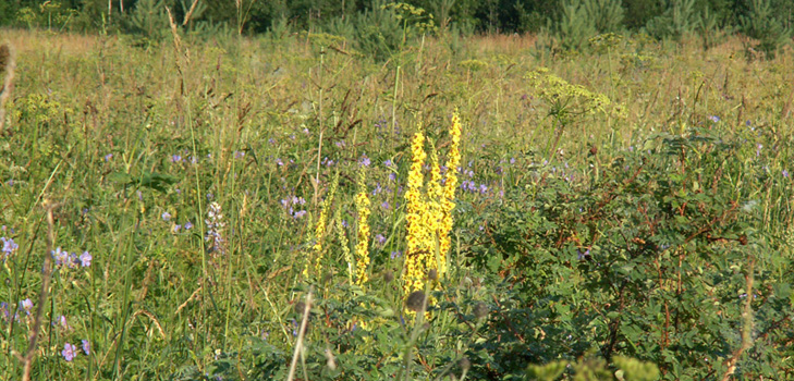 Medicinal properties, photo of mullein. Recipes of traditional medicine