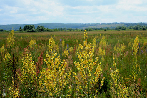 Medicinal properties, photo of mullein. Recipes of traditional medicine
