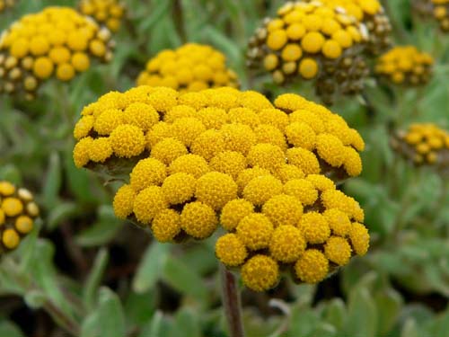 Therapeutic properties and application of immortelle (with photo)
