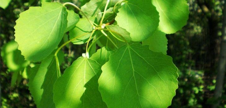 The healing properties of aspen bark