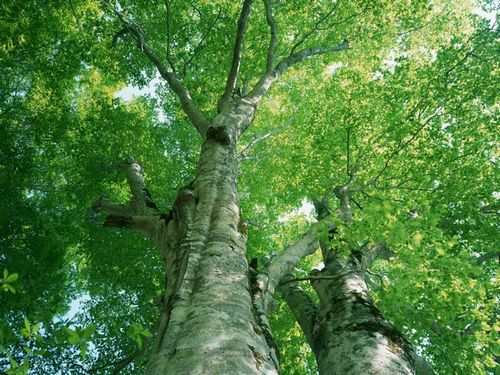 The healing properties of aspen bark