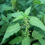 Therapeutic properties of nettle Therapeutic properties of nettle