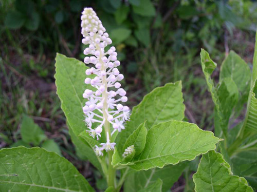 Therapeutic properties of the lakonos