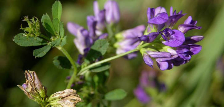 Lucerne: useful properties, photos, recipes