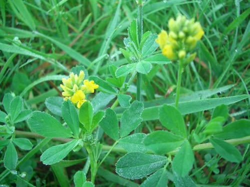 Lucerne: useful properties, photos, recipes