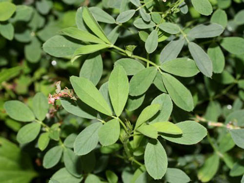 Lucerne: useful properties, photos, recipes