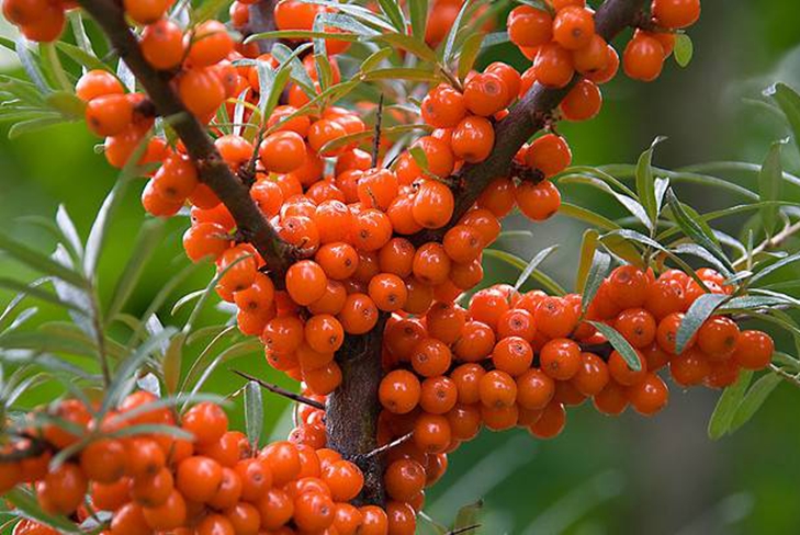 National pharmacy: how to make oil from sea-buckthorn