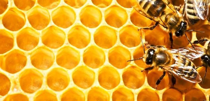 Tincture of propolis - a healing agent