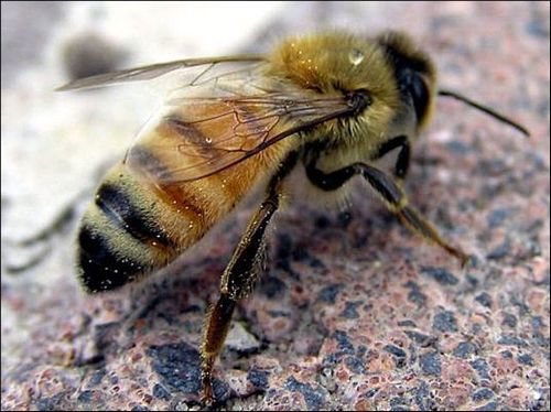 Tincture of propolis - a healing agent