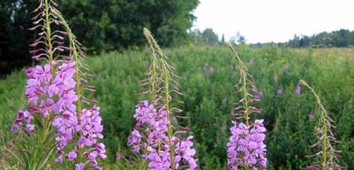 Description Ivan-tea: medicinal properties, recipes, photos
