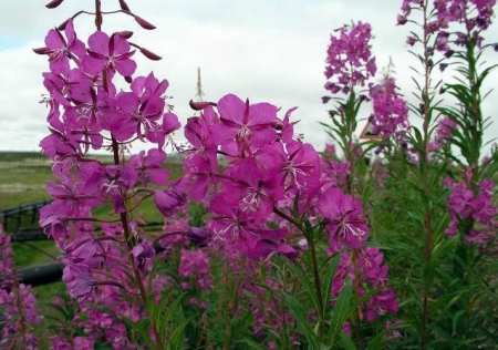 Description Ivan-tea: medicinal properties, recipes, photos