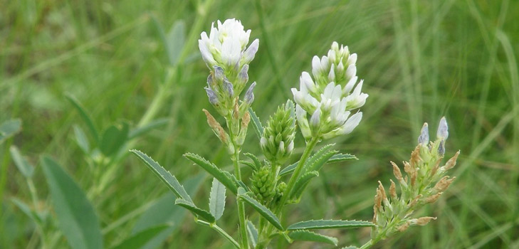 Fenugreek - what is it? Useful properties of fenugreek (with photo)