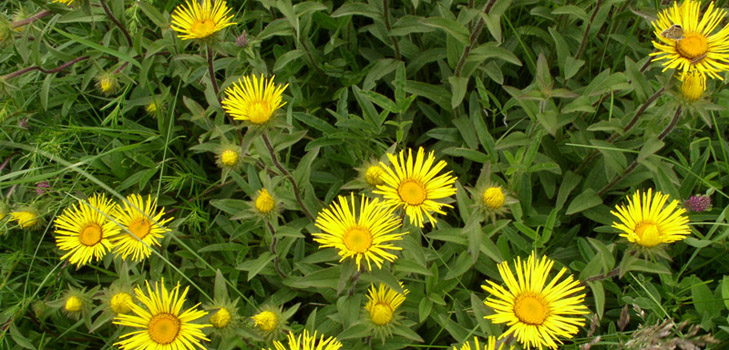 Useful properties of elecampane and its use in folk medicine