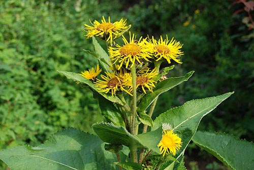 Useful properties of elecampane and its use in folk medicine