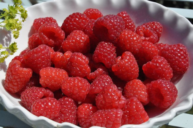 Useful properties of raspberry