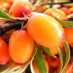 Useful properties of sea-buckthorn Useful properties of sea-buckthorn